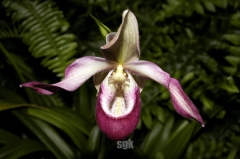 Phragmipedium-2